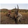 Image 5 : HUNT FREE-RANGE, WILD AFRICA WITH GRAHAM SALES  2018 PHASA PROFESSIONAL HUNTER OF THE YEAR!