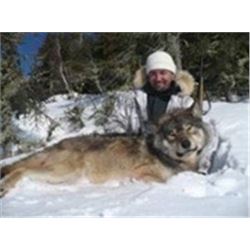 Chase the “Grey Ghost of the North” 6-night/5-day Trophy Wolf Hunt  Kapuskasing, Ontario for 1 Hunte