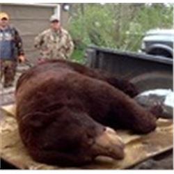 Stalk a “Canadian Black Bear” or Pursue the “Cinnamon Black Bear” Color Phase 6-night/5-day Black Be