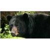 Image 3 : Stalk a “Canadian Black Bear” or Pursue the “Cinnamon Black Bear” Color Phase 6-night/5-day Black Be