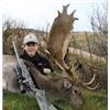Image 2 : CLARENCE VALLEY TROPHY HUNTING WORLD CLASS PRIVATE GUIDED RED DEER TROPHY HUNTS Kaikoura, Canterbury