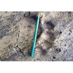 BE AMONG THE FEW TO HARVEST A KENTUCKY BLACK BEAR