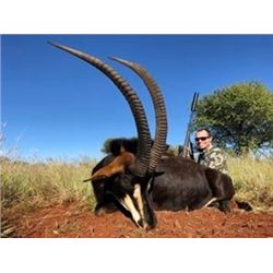Hunt Sable,Africa’s Most Regal Animal,in theNorth West Province of South Africa