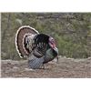 Image 3 : TURKEY GRAND SLAM FOR 1 HUNTER IN 1 YEAR