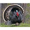 Image 4 : TURKEY GRAND SLAM FOR 1 HUNTER IN 1 YEAR