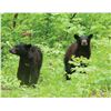 Image 1 : MONTANA BLACK BEAR AND MIRRIAM'S TURKEY HUNT COMBO
