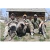 Image 3 : MONTANA BLACK BEAR AND MIRRIAM'S TURKEY HUNT COMBO