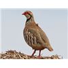 Image 1 : PARTRIDGE HUNT IN SPAIN FOR ONE HUNTER AND ONE NON HUNTER