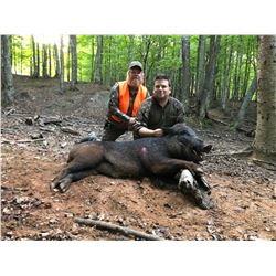 Trophy Russian Boar Hunt for 1 hunter