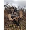 Image 1 : Archery (Crossbow - with proper permit for disability) Moose hunt for 2 hunters in Alberta