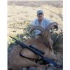 Image 2 : Aoudad Hunt for 1 hunter in TX
