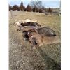 Image 2 : Predator Hunt in Nebraska