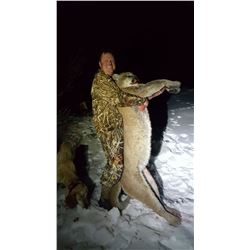 Mountain Lion Hunt in Nevada for 1 hunter