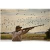 Image 1 : Argentina Dove Hunt for 2 hunters