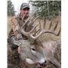 Image 1 : Alberta Whitetail Hunt for 1 Hunter