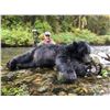 Image 2 : Alaskan Costal Black Bear for 1 Hunter