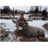 Image 1 : 6 Day Trophy Mule Deer hunt for one hunter in Central Alberta
