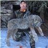 Image 2 : 5 Day Lynx hunt in British Columbia