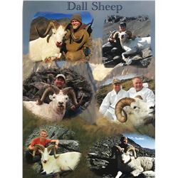 15-Day Alaska Combo Hunt for Dall Sheep, Brown/Grizzly Bear, Caribou, Black Bear and Wolf