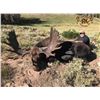 Image 2 : Utah Shiras Moose hunt with GUARANTEED tag for 1 hunter