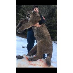 7 Day Hunt for Mt. Lion and Bobcat in British Columbia for 1 hunter