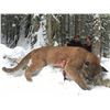 Image 2 : 7 Day Hunt for Mt. Lion and Bobcat in British Columbia for 1 hunter