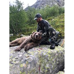 Middle-Eastern Brown bear hunt in Russia for 1 hunter