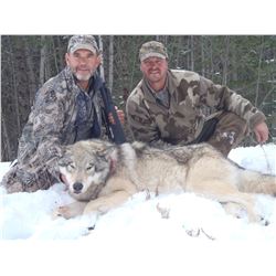 5-Day Wolf Hunt in British Columbia for 1 Hunter