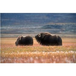 3 Day Greenland Musk Ox