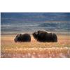 Image 1 : 3 Day Greenland Musk Ox