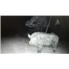 Image 4 : 4-day hog and/or Predator hunt (Coyote/Bobcat) for 1
