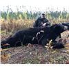 Image 2 : 7-Day Trophy Black Bear Hunt in Minnesota for 1 hunter