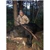 Image 3 : 7-Day Trophy Black Bear Hunt in Minnesota for 1 hunter