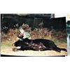Image 8 : 7-Day Trophy Black Bear Hunt in Minnesota for 1 hunter