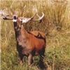 Image 2 : 4-Day/5-Night New Zealand Red Stag up to 360 SCI for 1 Hunter