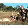 Image 3 : Combo Trophy Whitetail and Trophy Exotic Hunt for 2 hunters, 3-days/2-nights