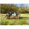 Image 7 : 6-night/5-day, free-range, Whitetail deer hunt (1 buck 