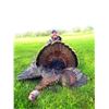 Image 5 : 2-day Eastern Turkey Hunt for 1 hunter