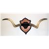 Image 1 : Horn Wall Plaque