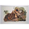 Image 1 : Three vintage framed Audubon prints including "Great American Cock Male ( Wild Turkey), "Mallard Duc