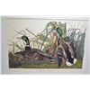 Image 2 : Three vintage framed Audubon prints including "Great American Cock Male ( Wild Turkey), "Mallard Duc