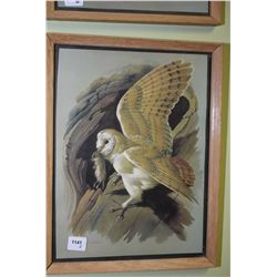 Two framed prints of birds