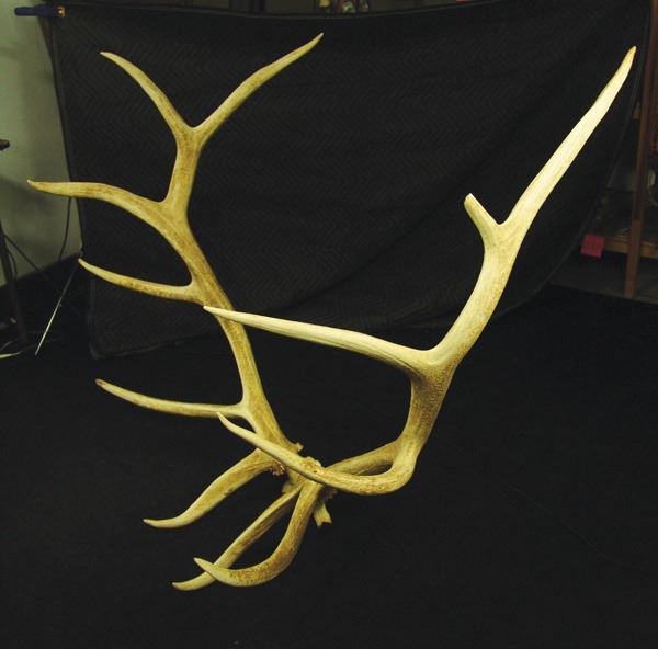 Royal Elk Antlers
