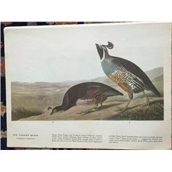 c1946 Audubon Print, #413 Valley Quail