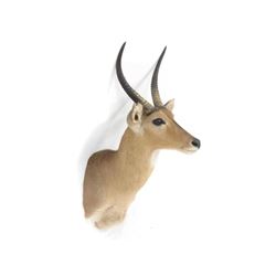 Impala Shoulder Trophy Mount. Height 39"; Antler/length 13"