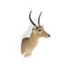 Image 1 : Impala Shoulder Trophy Mount. Height 39"; Antler/length 13"