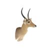 Image 2 : Impala Shoulder Trophy Mount. Height 39"; Antler/length 13"