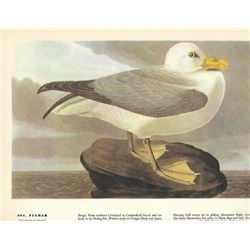 c1946 Audubon Print #264 Fulmar