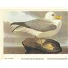Image 1 : c1946 Audubon Print #264 Fulmar