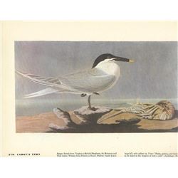 c1946 Audubon Print #279 Cabot's Tern